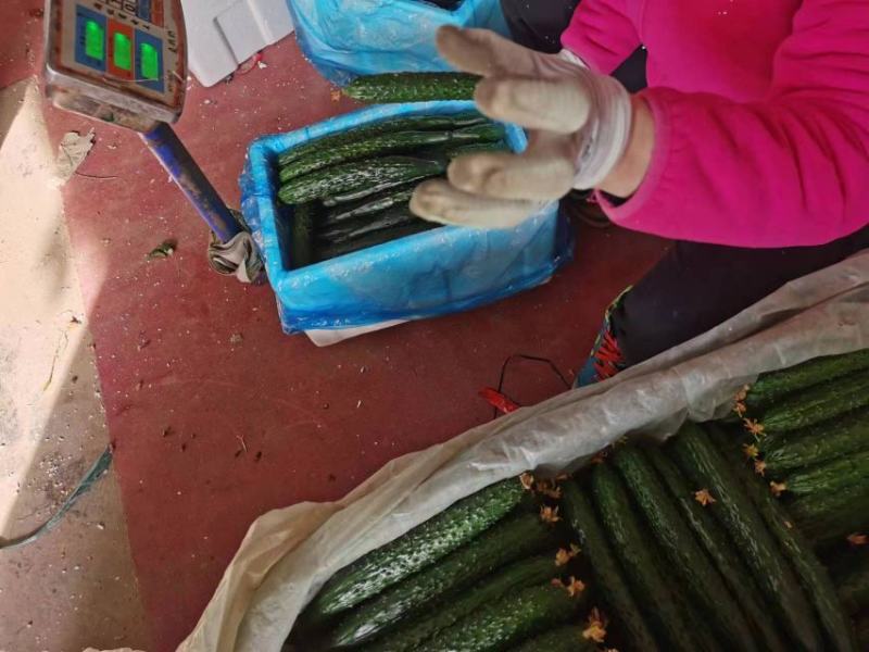 山东密刺黄瓜产地直发品质保证一手货源量大从优