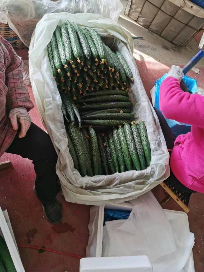 山东密刺黄瓜产地直发品质保证一手货源量大从优