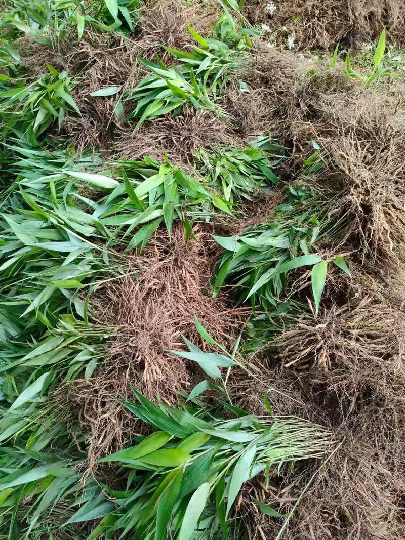 淡竹叶杯苗种苗培育基地常年大量批发供应
