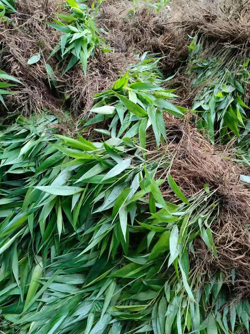 淡竹叶杯苗种苗培育基地常年大量批发供应