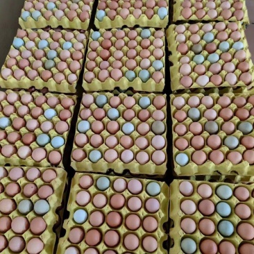 420枚双色加香彩蛋，蒸炒煮蛋黄金黄色，口感香醇质量保证