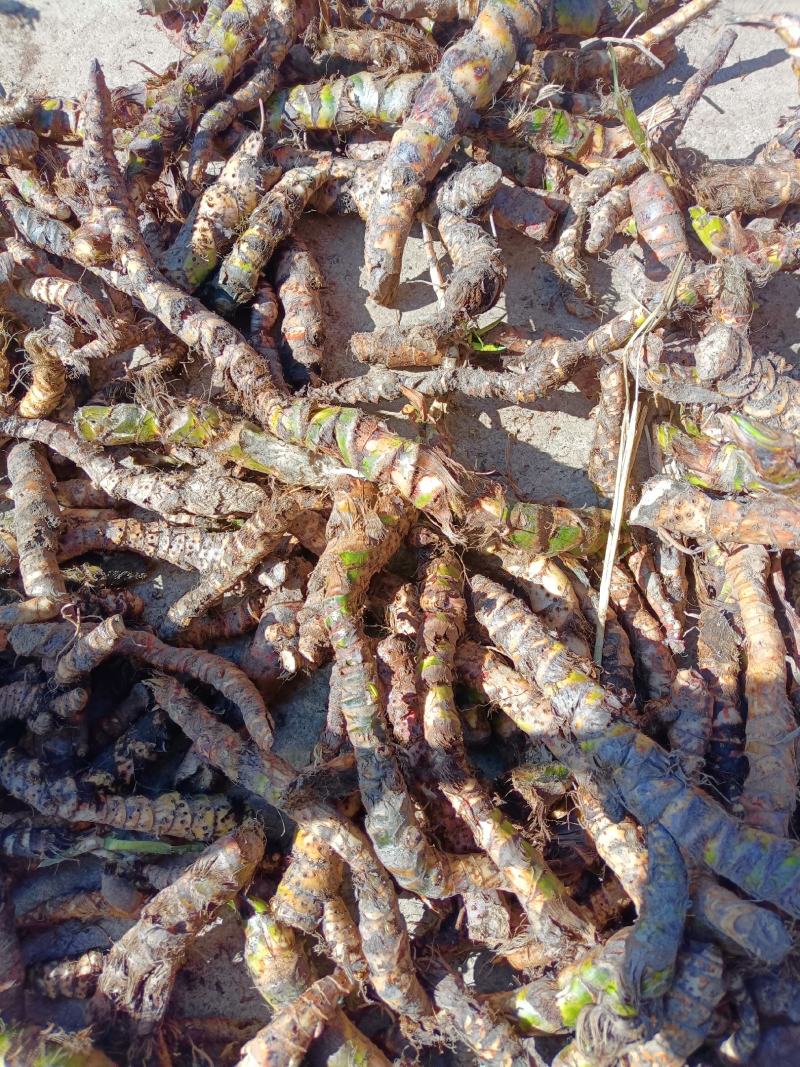 野生水菖蒲
