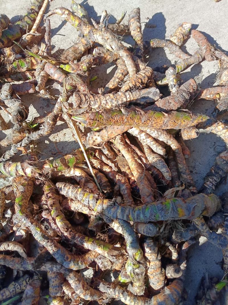 野生水菖蒲