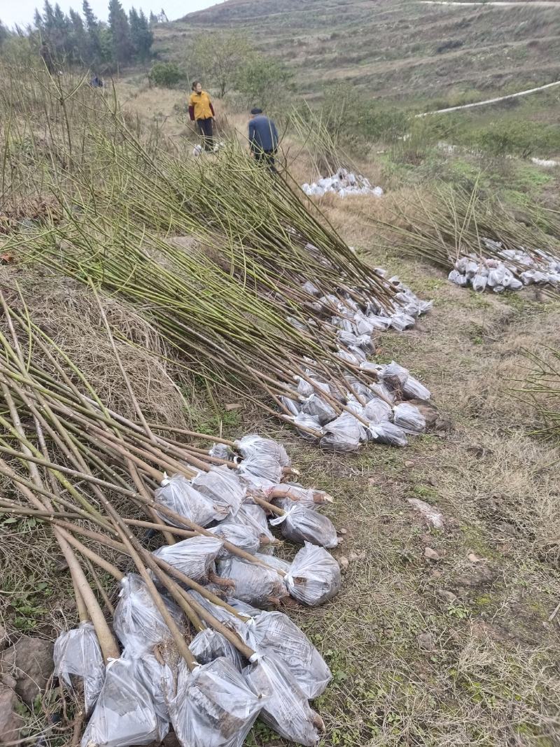 3公分油桐杯苗，买油桐苗请选择重庆俊尧专业油桐培育公司