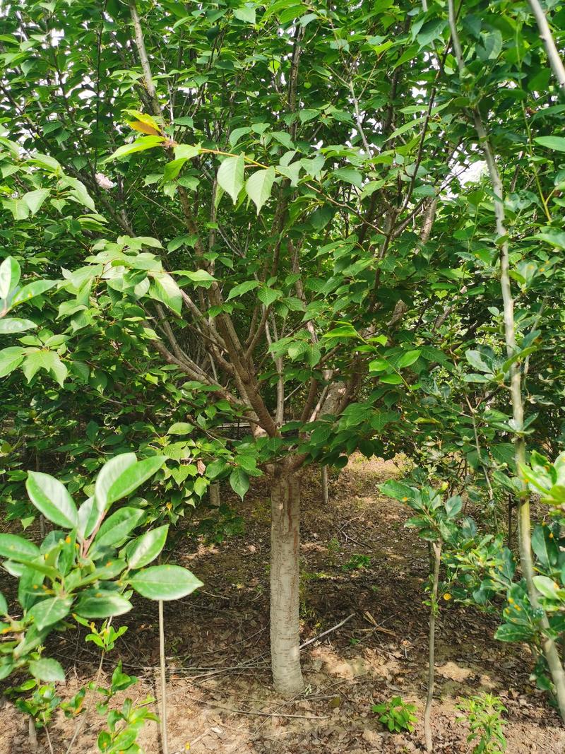 十公分樱花树泰安苗圃基地大量供应樱花树3至20公分樱花树