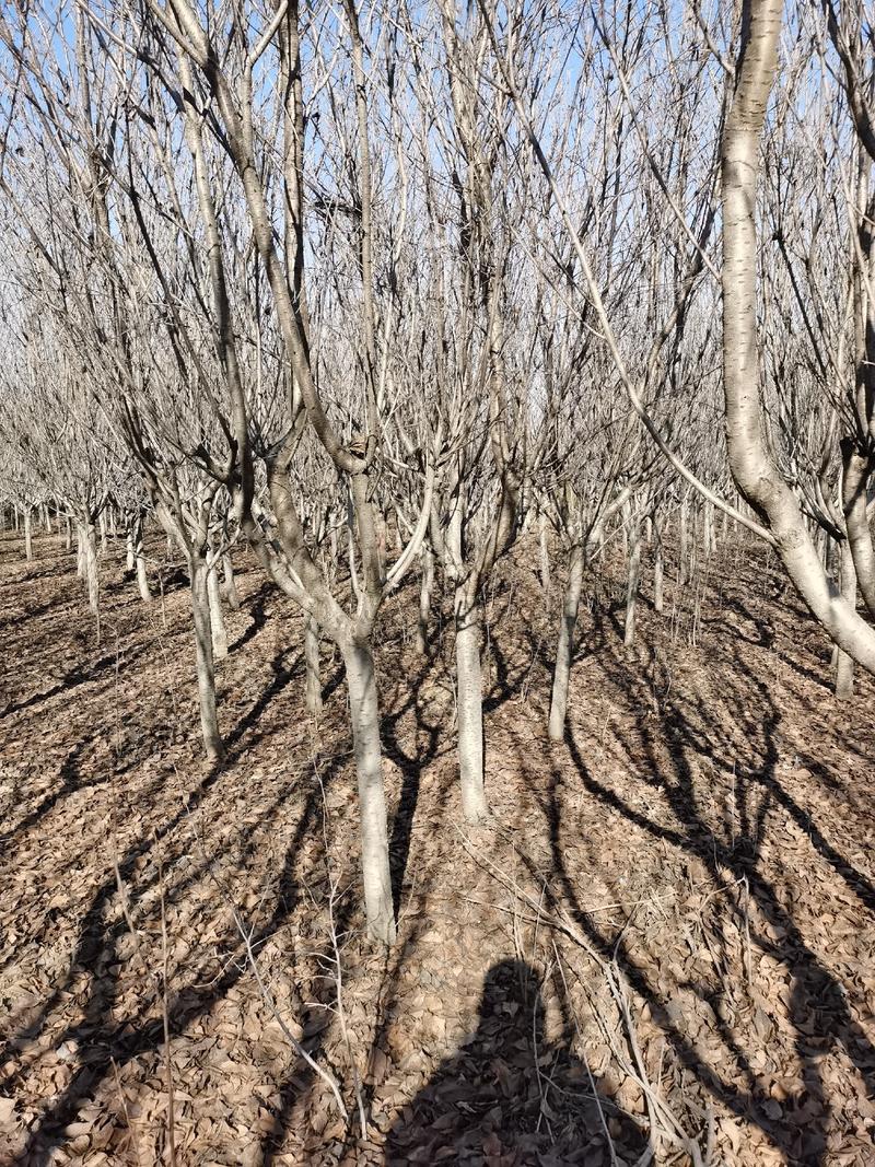 十公分樱花树泰安苗圃基地大量供应樱花树3至20公分樱花树