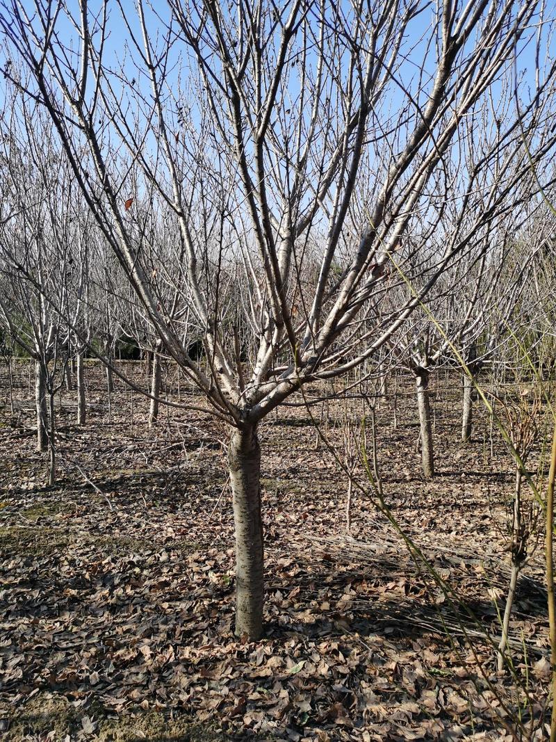 十公分樱花树泰安苗圃基地大量供应樱花树3至20公分樱花树