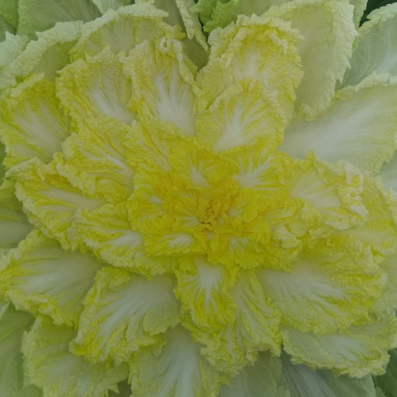 好白菜