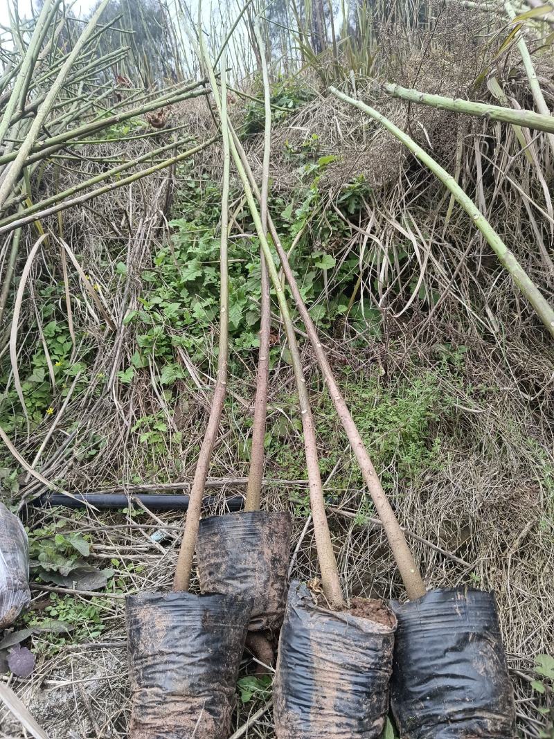 2公分油桐杯苗，买油桐苗请选择重庆俊尧专业油桐培育公司
