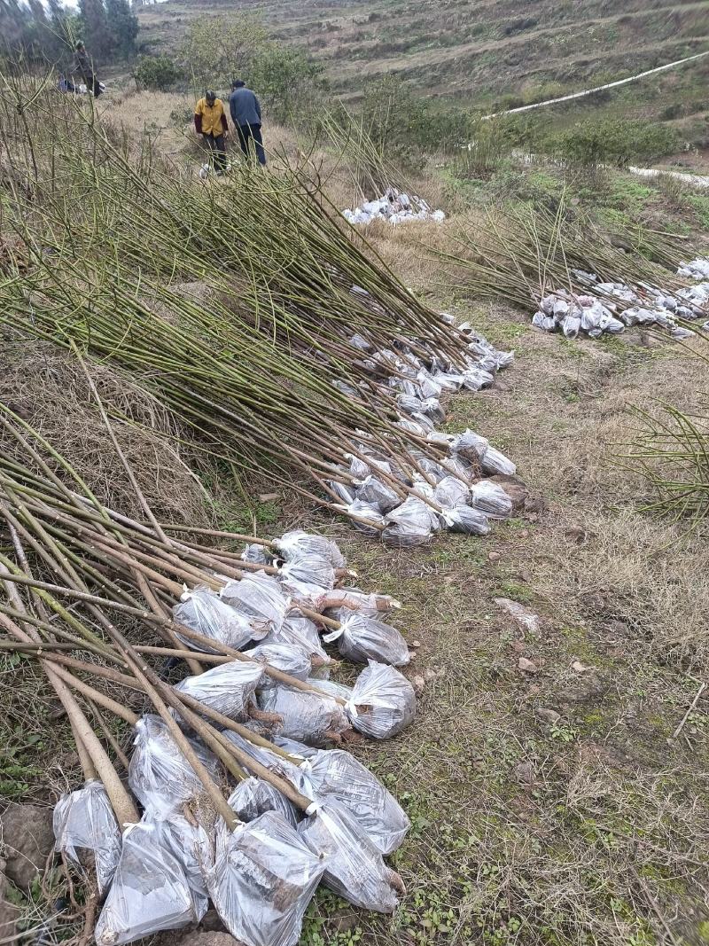2公分油桐杯苗，买油桐苗请选择重庆俊尧专业油桐培育公司