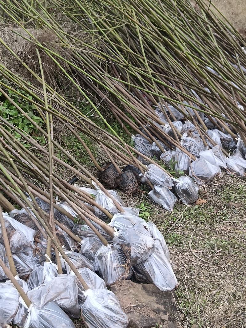 2公分油桐杯苗，买油桐苗请选择重庆俊尧专业油桐培育公司