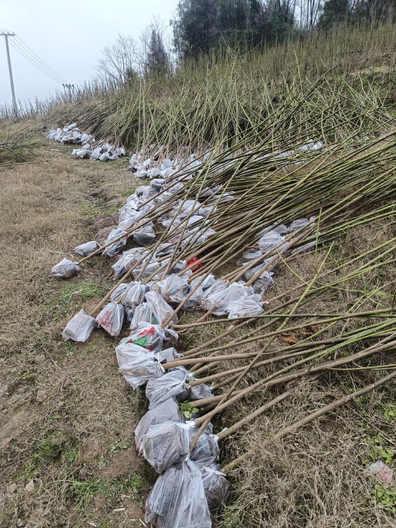 2公分油桐杯苗，买油桐苗请选择重庆俊尧专业油桐培育公司