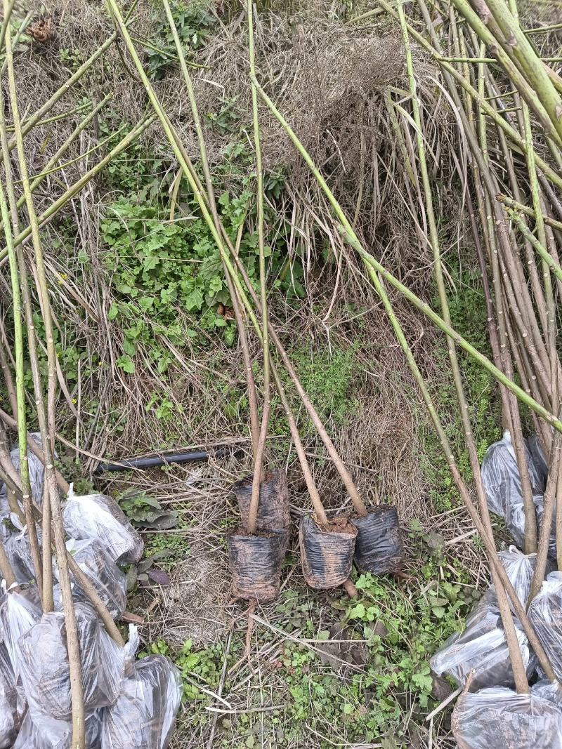 2公分油桐杯苗，买油桐苗请选择重庆俊尧专业油桐培育公司