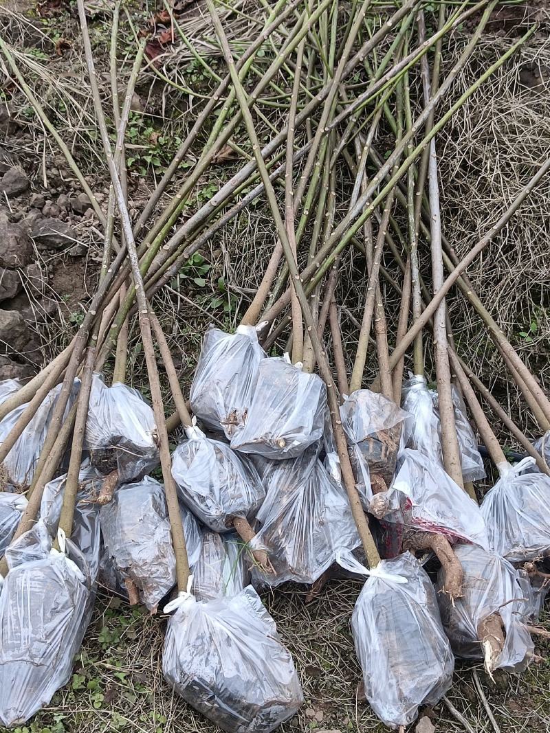 2公分油桐杯苗，买油桐苗请选择重庆俊尧专业油桐培育公司