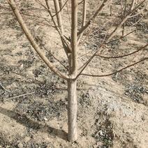 占地桃树二公分到五公分以上，八公分以上占地桃树量大优惠