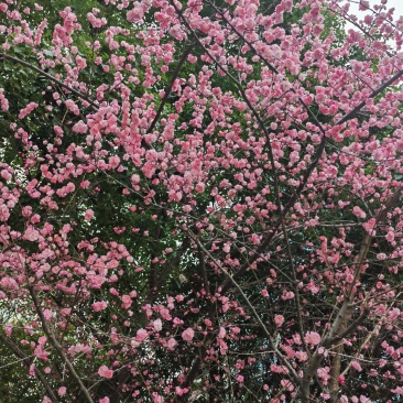 腊梅梅花