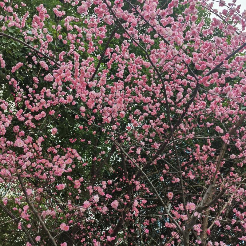腊梅梅花