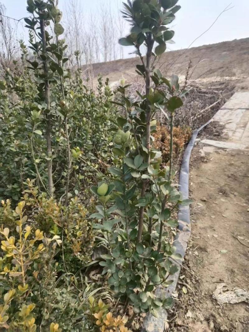 【推荐】大叶黄杨规格齐全各种形象工程专业品种