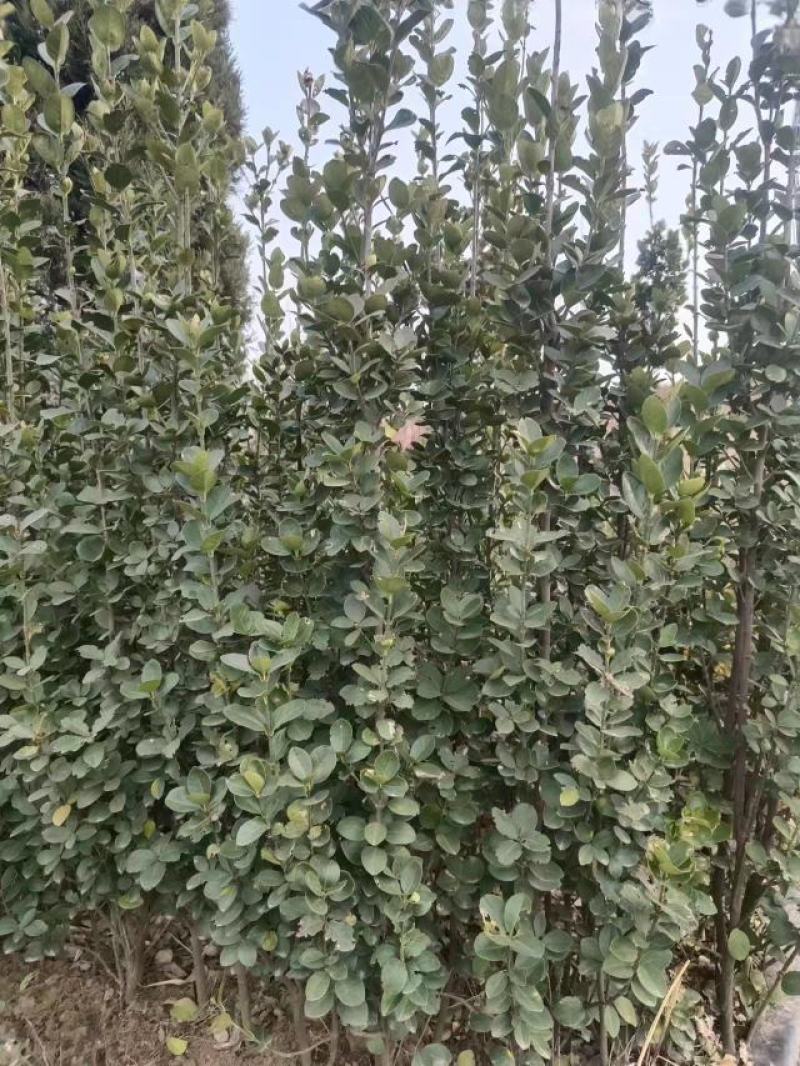 【推荐】大叶黄杨规格齐全各种形象工程专业品种