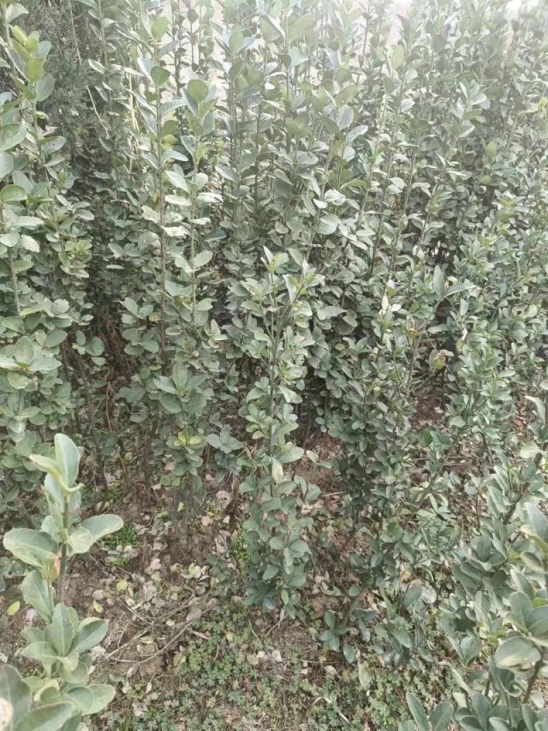 【推荐】大叶黄杨规格齐全各种形象工程专业品种
