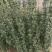 【推荐】大叶黄杨规格齐全各种形象工程专业品种