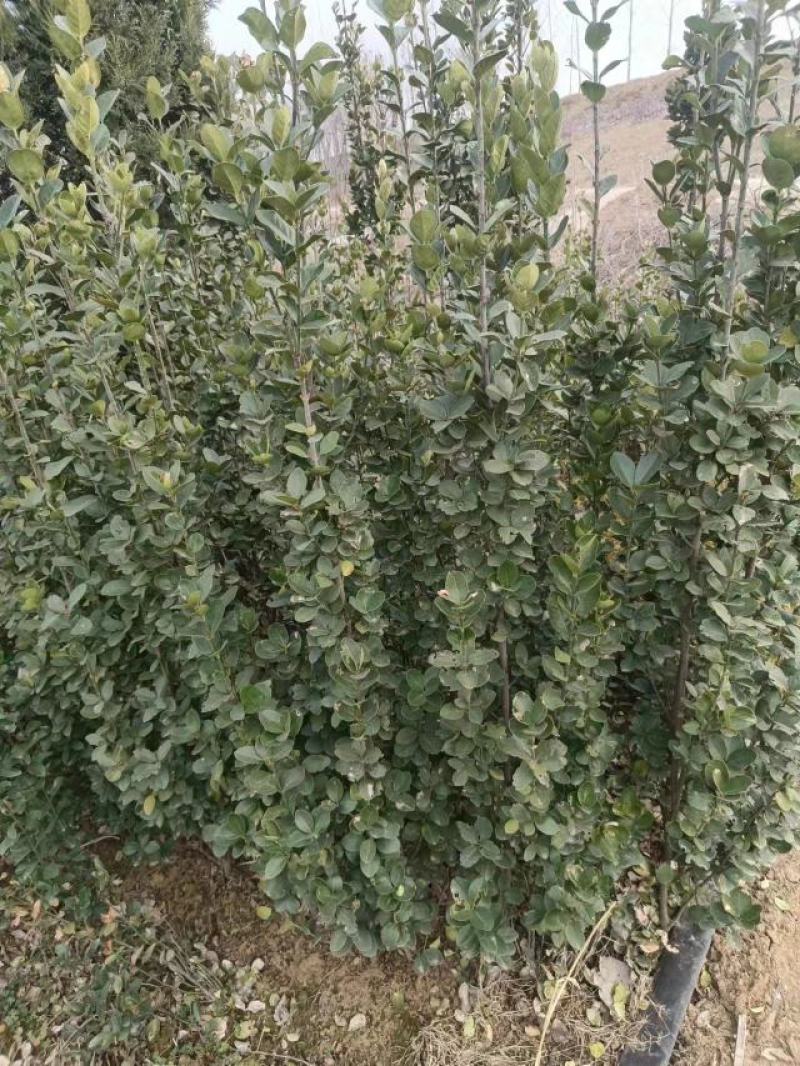 【推荐】大叶黄杨规格齐全各种形象工程专业品种