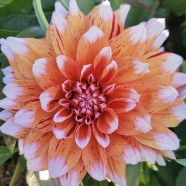 大丽花
