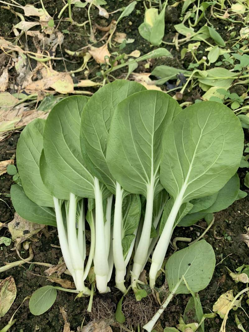 盛夏五号黑叶白菜种子较抗热抗病较耐雨水株型直立漂亮