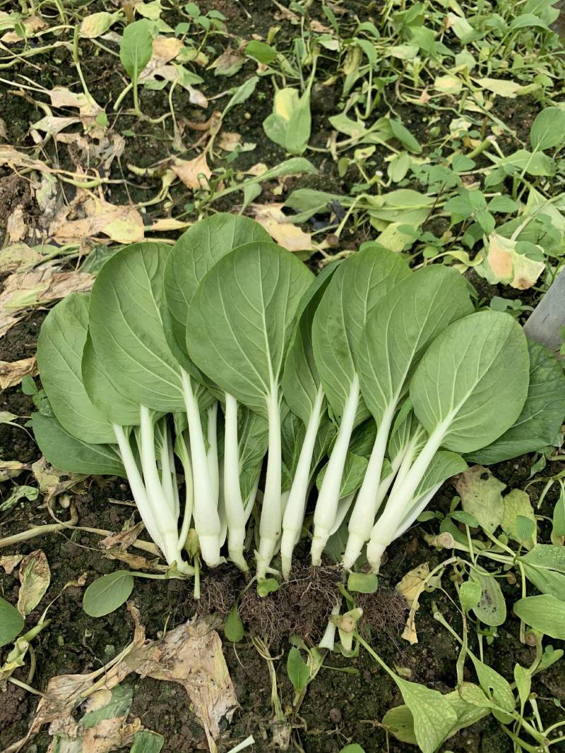 盛夏五号黑叶白菜种子较抗热抗病较耐雨水株型直立漂亮