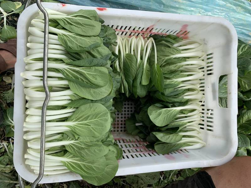 盛夏五号黑叶白菜种子较抗热抗病较耐雨水株型直立漂亮