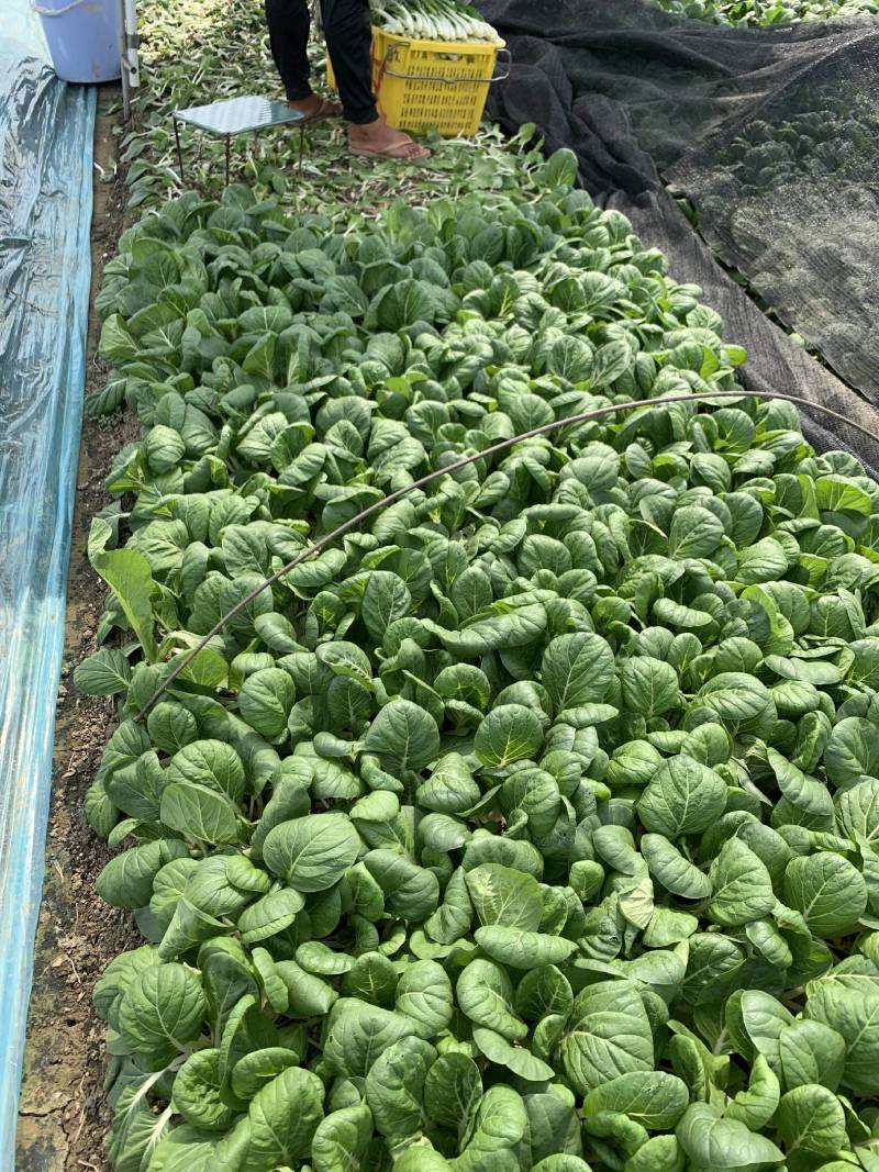 盛夏五号黑叶白菜种子较抗热抗病较耐雨水株型直立漂亮