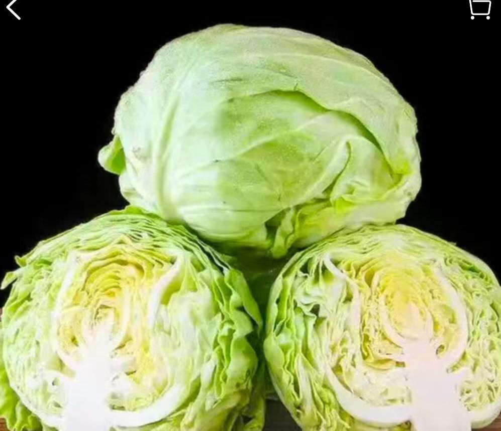 甘蓝菜切面图