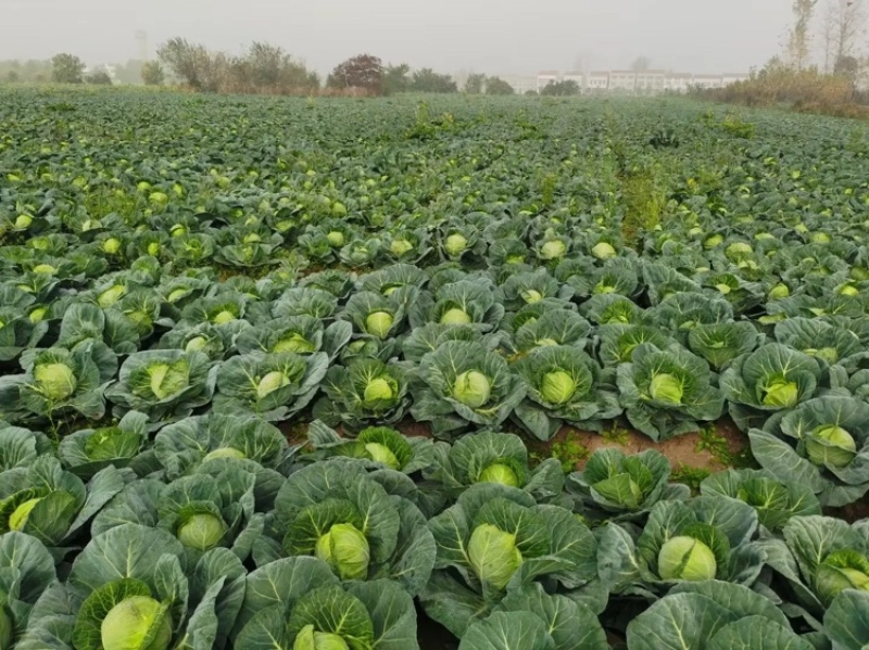 【实力商家】圆包菜甘蓝大量供应陕西榆林产地直供质量保证