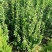 自产自销北海道黄杨，规格齐全，绿篱围墙专用苗木四季常青