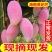 海南芒果精品贵妃芒大量供货产地直供一件代发