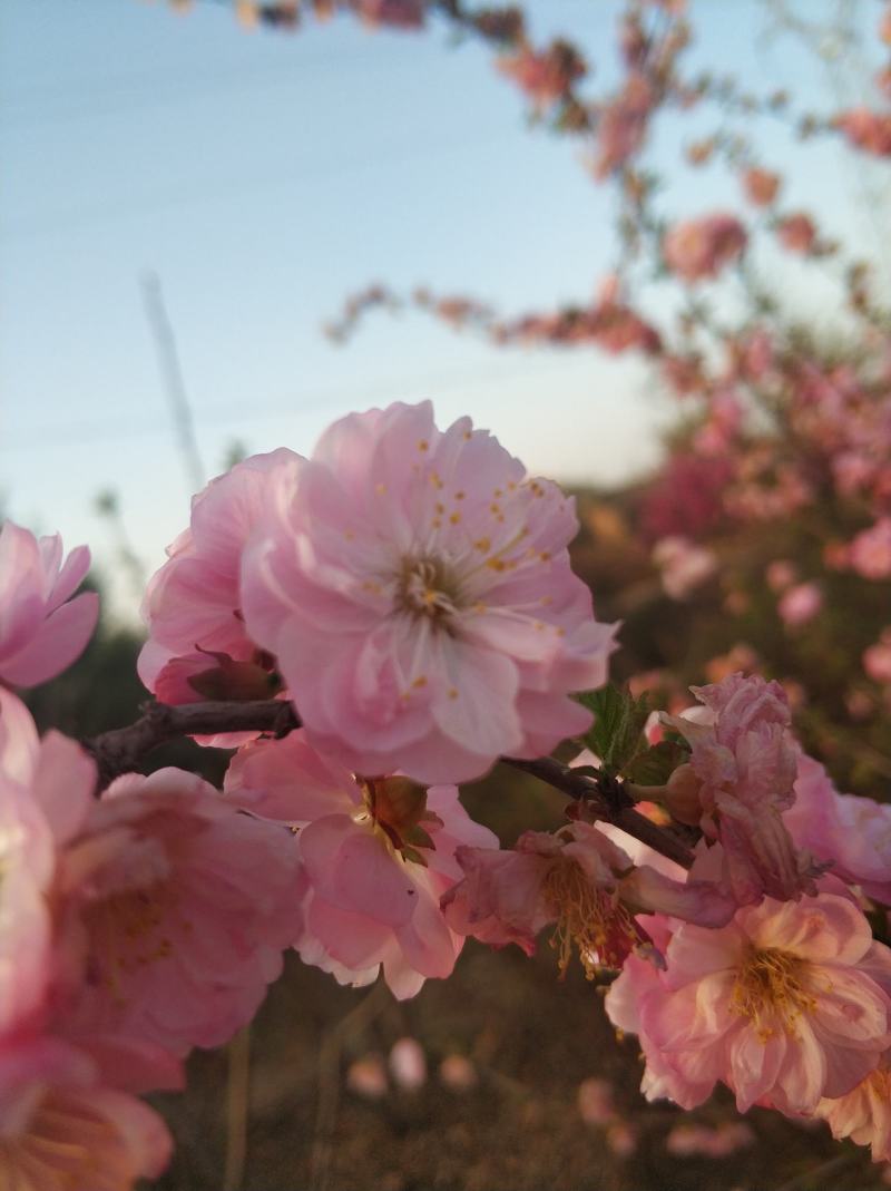 牡丹，精品刺柏，榆叶梅，黄刺梅等花卉苗木