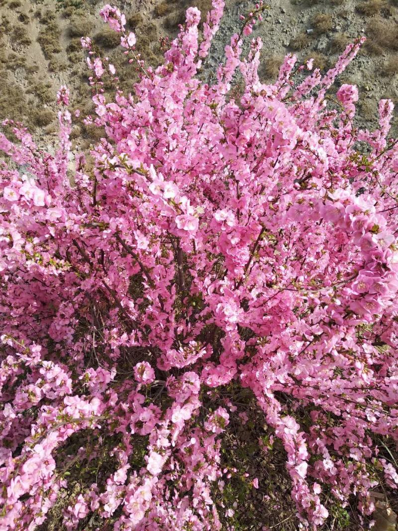 牡丹，精品刺柏，榆叶梅，黄刺梅等花卉苗木