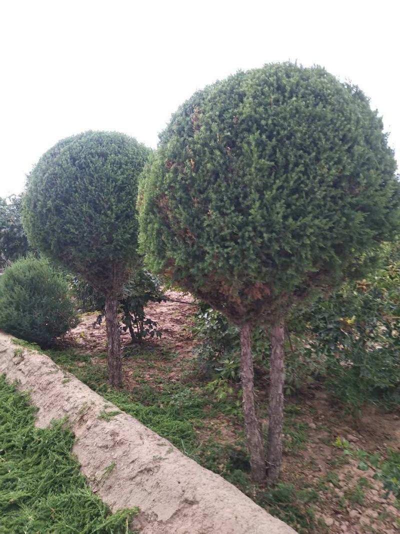 牡丹，精品刺柏，榆叶梅，黄刺梅等花卉苗木