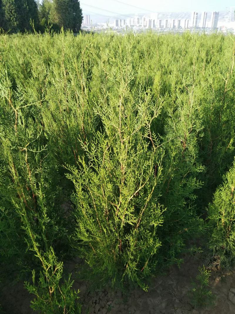 牡丹，精品刺柏，榆叶梅，黄刺梅等花卉苗木