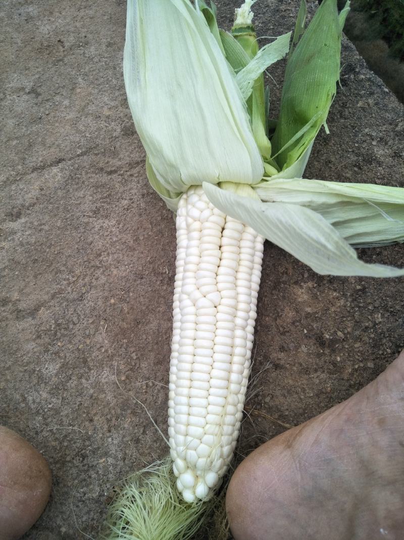 蔬菜，水果，新鲜玉米
