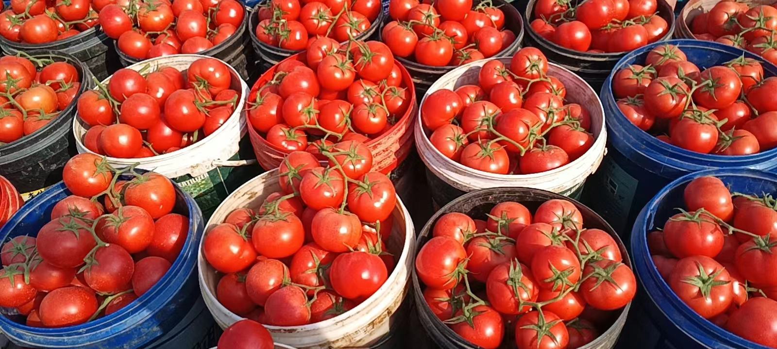 纯牛奶与新鲜西红柿营养搭配示意图 纯牛奶与西红柿营养搭配图