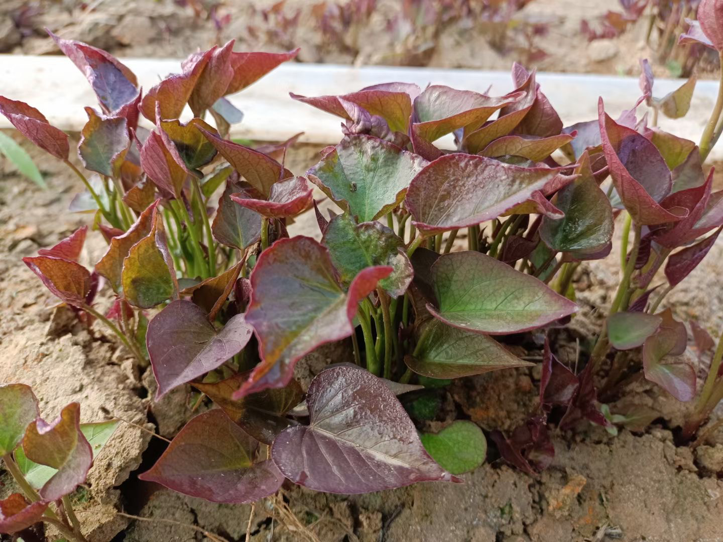 甘薯开花实景图