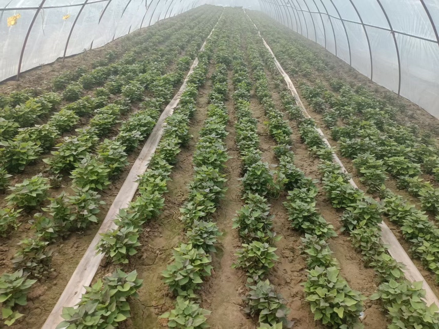无人机高空俯拍视角下的大型西瓜红红薯种植基地,整齐划一的田块呈网格状分布,绿色藤蔓覆盖地面,田间道路清晰可见,远处有管理人员在查看生长情况,整体展现现代农业规模化、集约化生产风貌 西瓜红红薯种植基地航拍图