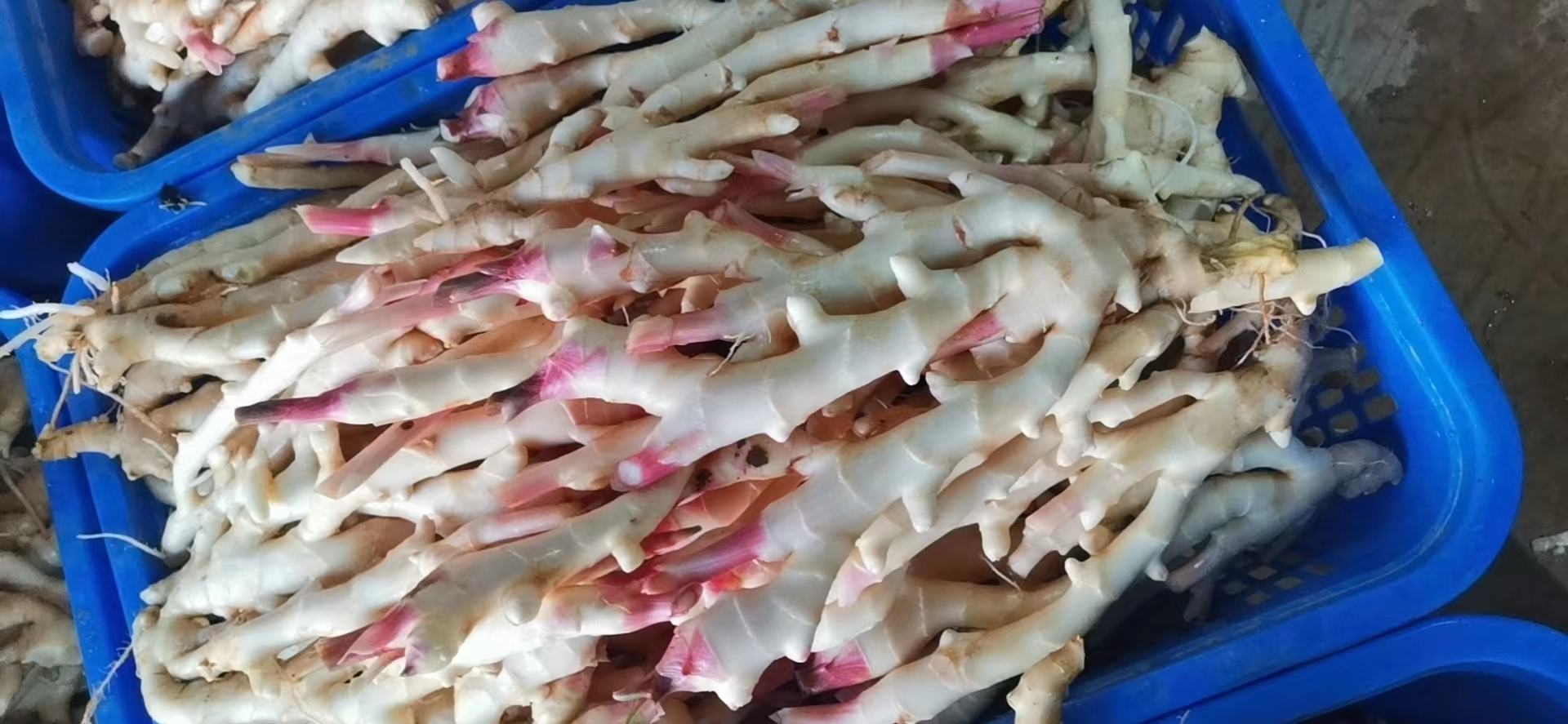 新鲜采摘的浅黄色子姜整齐摆放在竹编簸箕中,表面带有湿润泥土,旁边放着一罐琥珀色天然蜂蜜和玻璃密封罐,背景为农家厨房木质台面,自然光线洒入,展现原生态食材场景 图片描述