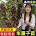 车厘子两年苗最后1000棵处理了！