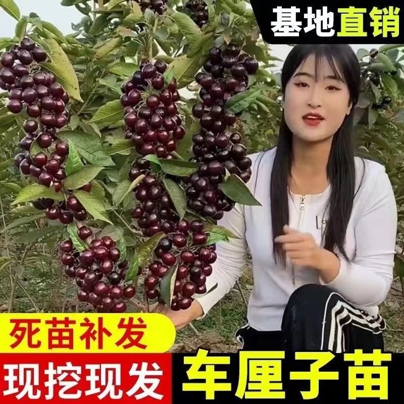 车厘子两年苗最后1000棵处理了！