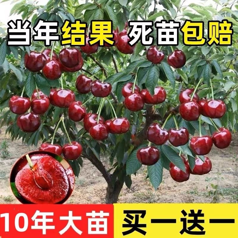 车厘子两年苗最后1000棵处理了！