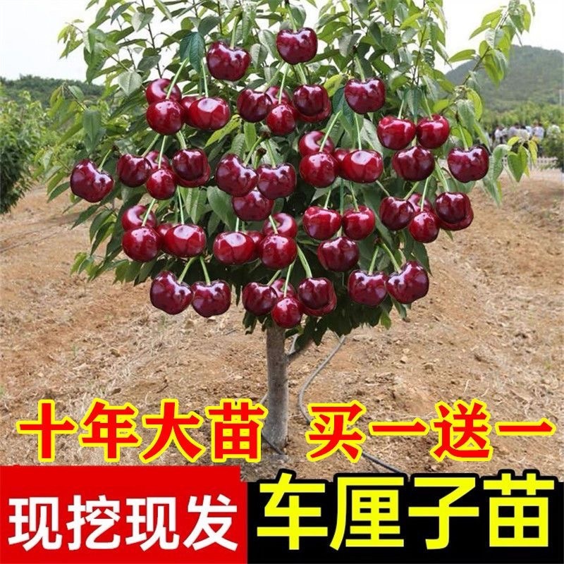 车厘子两年苗最后1000棵处理了！