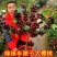 车厘子两年苗最后1000棵处理了！