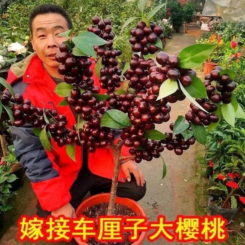 车厘子两年苗最后1000棵处理了！
